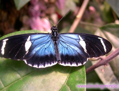 Spotting butterflies