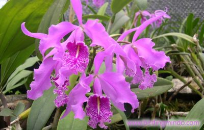 Cattleya Maxima - Jardin de Orquídeas