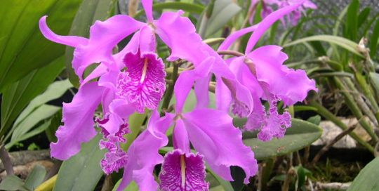 Cattleya Maxima - Jardin de Orquídeas