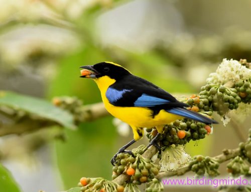 Birdwatching at PAZ DE LAS AVES