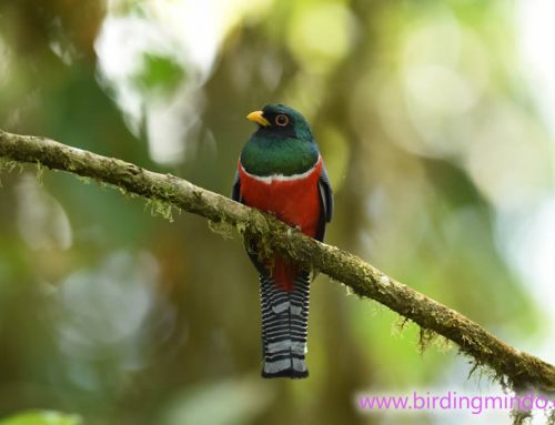 Birdwatching at TANDAYAPA