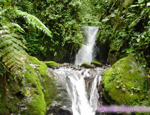 Tarabita – Santuario de las Cascadas