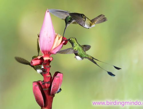 Mindo al vuelo – Colibríes